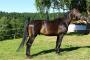 images/galerien/rottalerpferde/Rottaler-Hengst-Bellissimo-.jpg