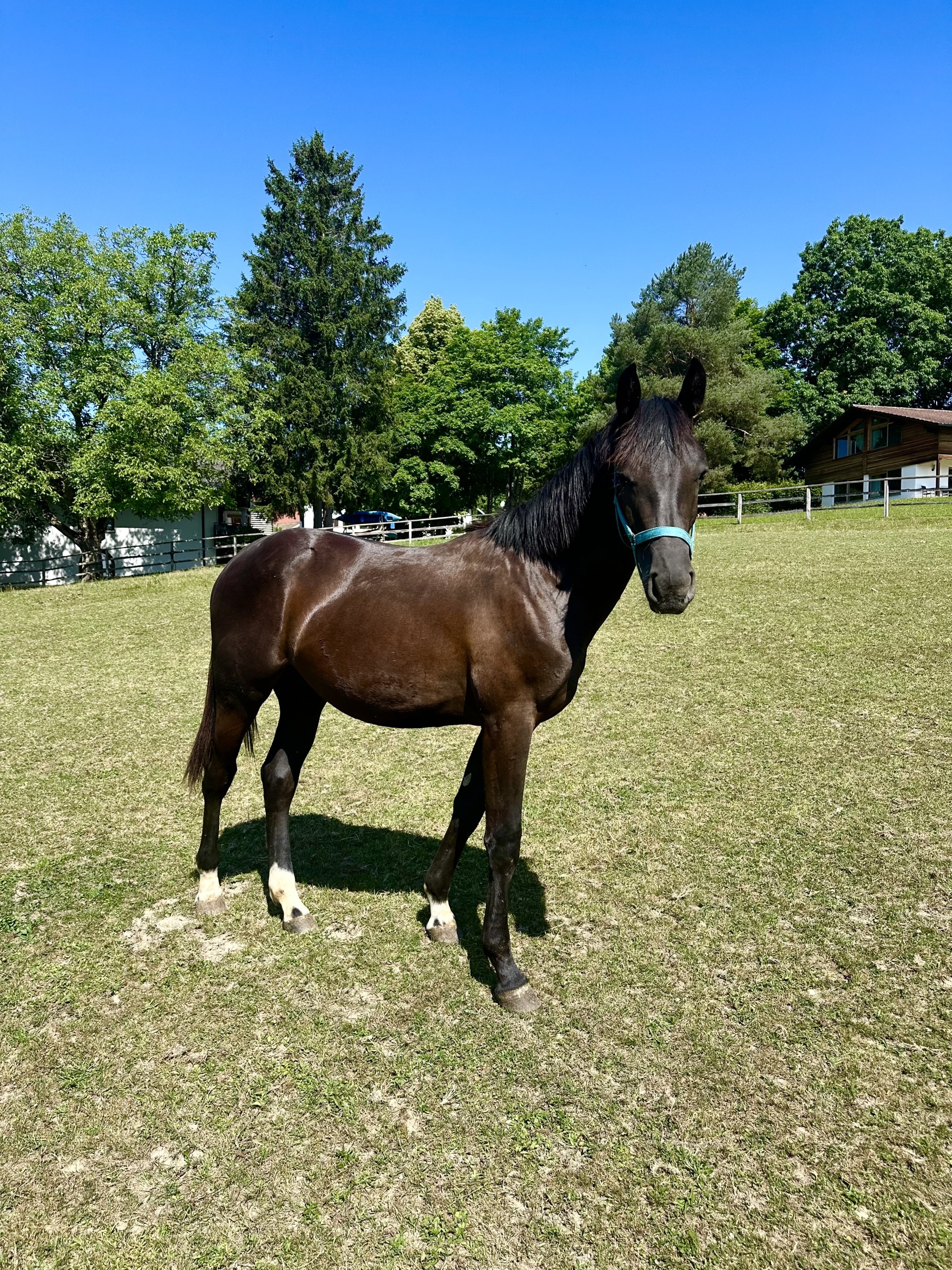 Ella