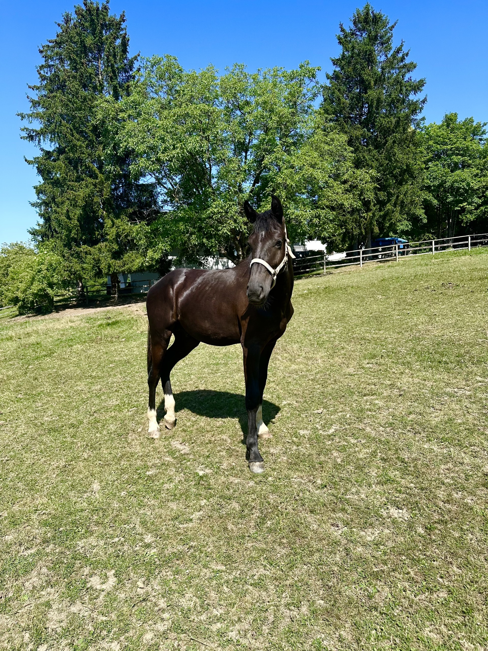 Enzo