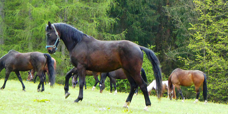 00 leonhard02